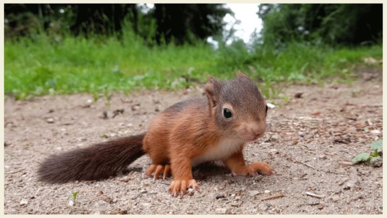 squirly